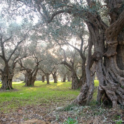 Quai des Oliviers - paysage d'oliviers Makri Grèce