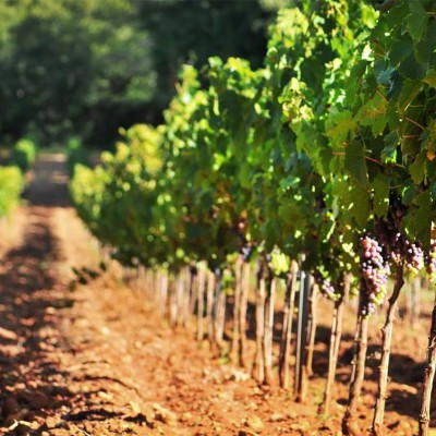 Quai des Oliviers - Blacailloux domaine viticole en bio dans le Var en Provence