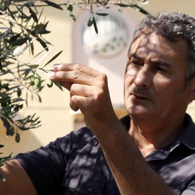 Olives Lucques noires au naturel