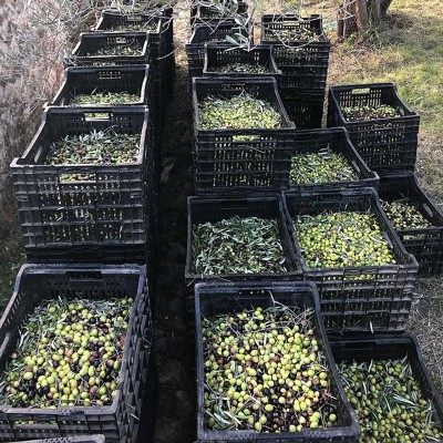 Quai des Oliviers - Récolte des olives Cova Fumada