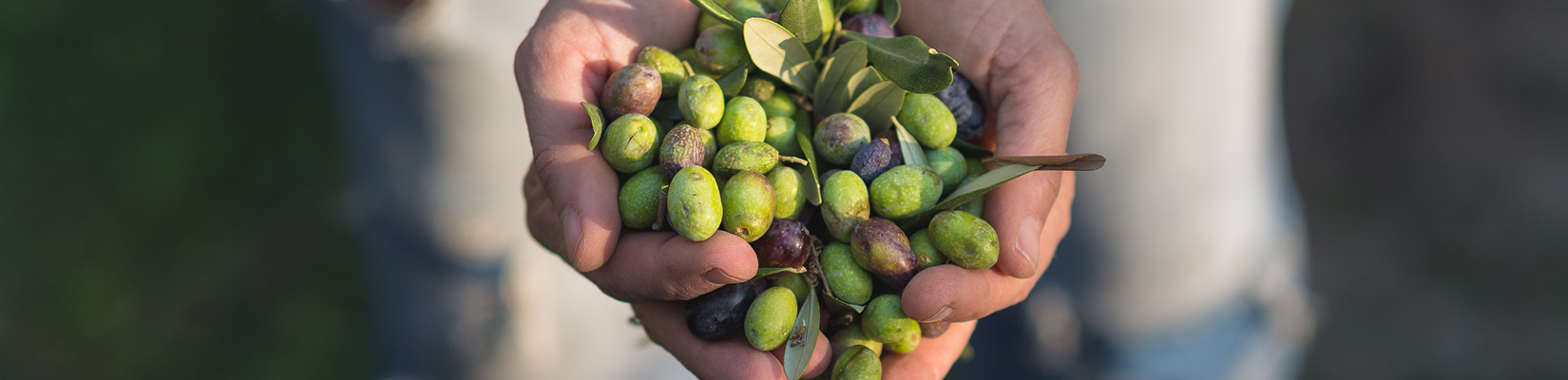 les bienfaits de l'huile d'olive