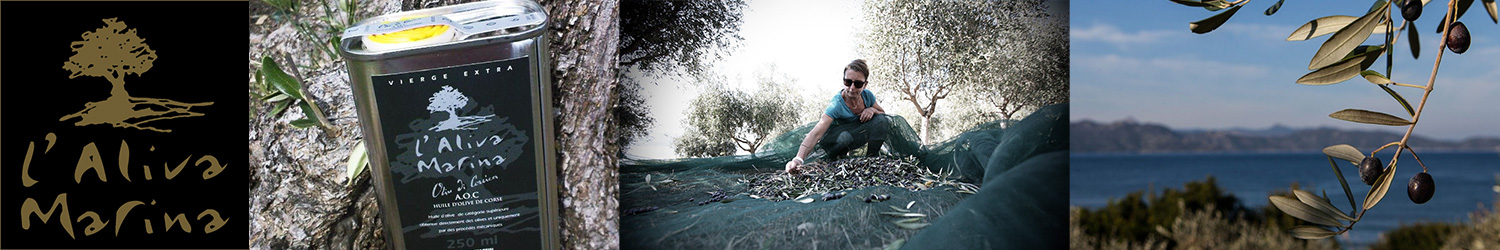 Aliva Marina productrice d'huile d'olive de Corse